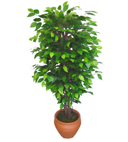 Ficus Benjamin 1,50 cm   Antalya Melisa anneler gn iek yolla 
