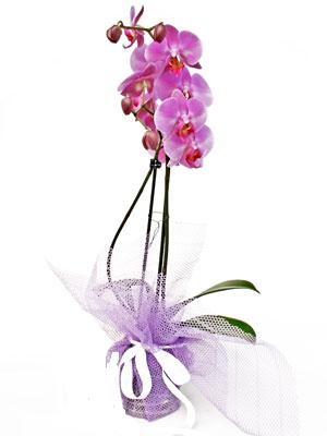  Antalya Melisa anneler gn iek yolla  Kaliteli ithal saksida orkide