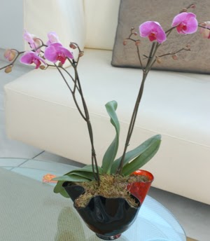  Antalya Melisa ieki maazas  tek dal ikili orkide saksi iegi