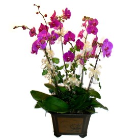  Antalya Melisa cicek , cicekci  4 adet orkide iegi