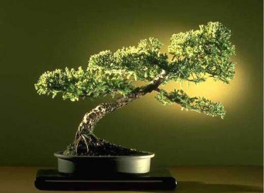 ithal bonsai saksi iegi  Antalya Melisa ieki maazas 