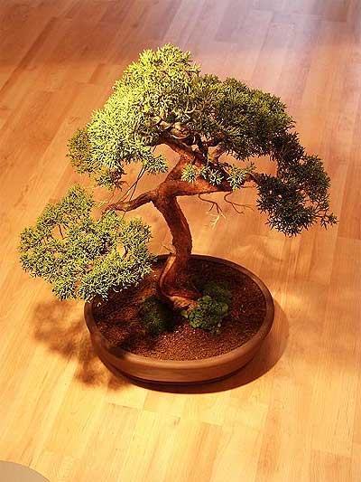 ithal bonsai saksi iegi  Antalya Melisa iek maazas , ieki adresleri 