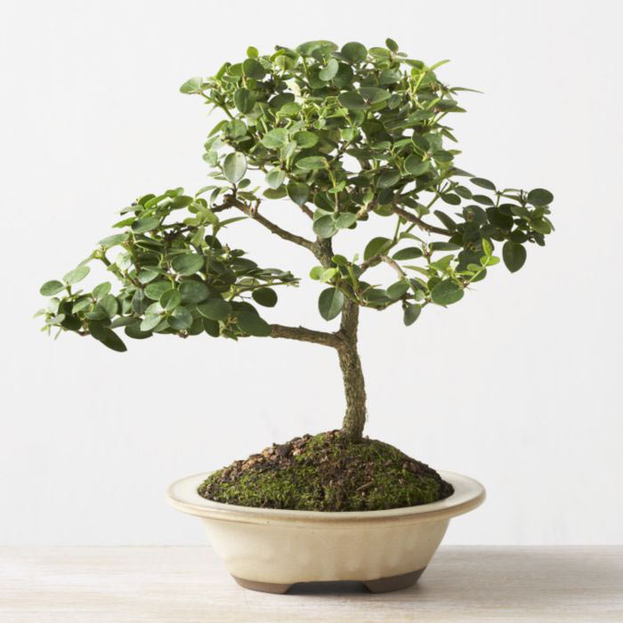 ithal bonsai saksi iegi  Antalya Melisa iek online iek siparii 