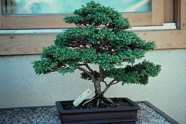 ithal bonsai saksi iegi  Antalya Melisa 14 ubat sevgililer gn iek 