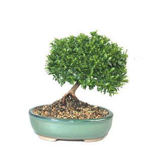 ithal bonsai saksi iegi  Antalya Melisa cicekciler , cicek siparisi 