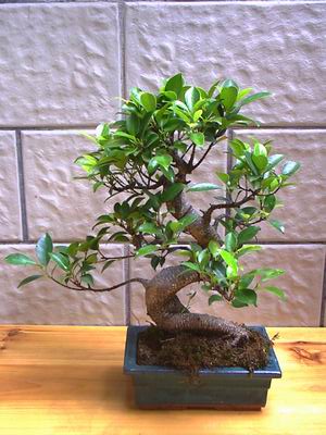 ithal bonsai saksi iegi  Antalya Melisa hediye sevgilime hediye iek 