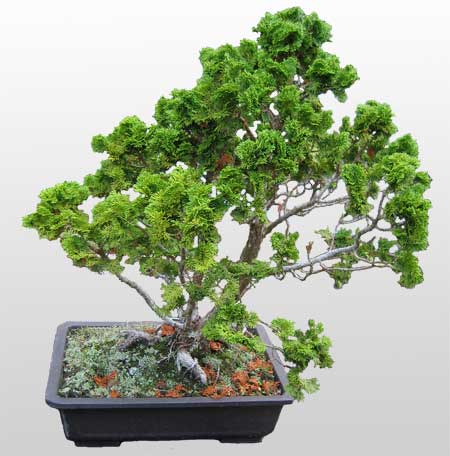 ithal bonsai saksi iegi  Antalya Melisa Melisa nternetten iek siparii 
