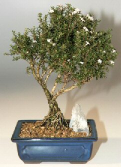  Antalya Melisa iek , ieki , iekilik  ithal bonsai saksi iegi  Antalya Melisa online iek gnderme sipari 