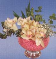  Antalya Melisa iek maazas , ieki adresleri  Dal orkide kalite bir hediye