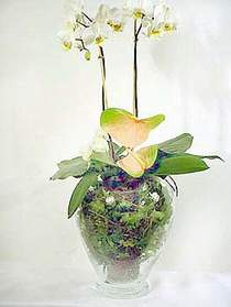  Antalya Melisa iek sat  Cam yada mika vazoda zel orkideler