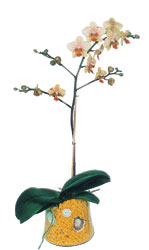  Antalya Melisa online iek gnderme sipari  Phalaenopsis Orkide ithal kalite