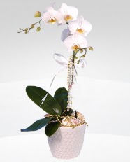 1 dall orkide saks iei  Antalya Melisa online ieki , iek siparii 