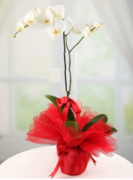 1 dal beyaz orkide saks iei  Antalya Melisa yurtii ve yurtd iek siparii 