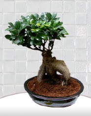 saks iei japon aac bonsai  Antalya Melisa kaliteli taze ve ucuz iekler 