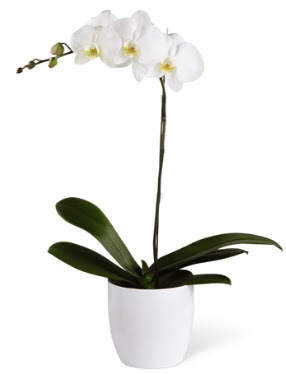 1 dall beyaz orkide  Antalya Melisa 14 ubat sevgililer gn iek 