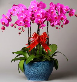 7 dall mor orkide  Antalya Melisa iek online iek siparii 