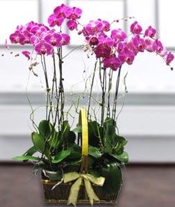 4 dall mor orkide  Antalya Melisa gvenli kaliteli hzl iek 