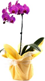  Antalya Melisa iek siparii sitesi  Tek dal mor orkide saks iei