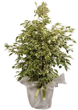 Orta boy alaca benjamin bitkisi  Antalya Melisa internetten iek sat 
