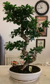 100 cm yksekliinde dev bonsai japon aac  Antalya Melisa Melisa nternetten iek siparii 