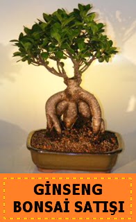 Ginseng bonsai sat japon aac  Antalya Melisa cicek , cicekci 