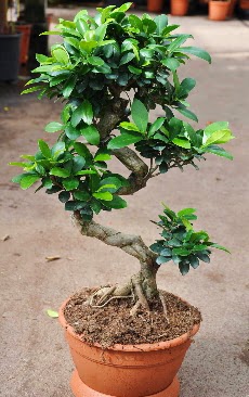 Orta boy bonsai saks bitkisi  Antalya Melisa internetten iek siparii 