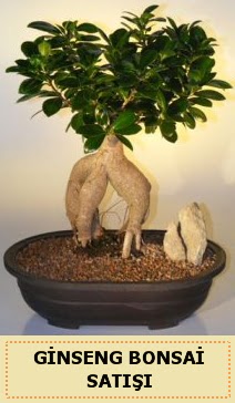 thal Ginseng bonsai sat japon aac  Antalya Melisa iek siparii sitesi 