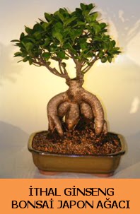 thal japon aac ginseng bonsai sat  Antalya Melisa Melisa nternetten iek siparii 