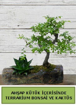 Ahap ktk bonsai kakts teraryum  Antalya Melisa internetten iek siparii 