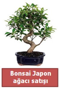 Japon aac bonsai sat  Antalya Melisa iek siparii sitesi 