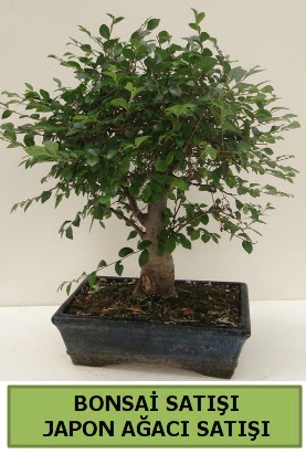 Minyatr bonsai japon aac sat  Antalya Melisa iek gnderme sitemiz gvenlidir 