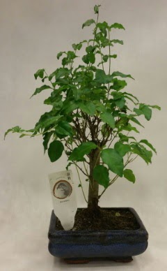 Minyatr bonsai japon aac sat  Antalya Melisa ieki telefonlar 