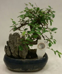 thal 1.ci kalite bonsai japon aac  Antalya Melisa iek sat 
