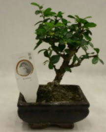 Kk minyatr bonsai japon aac  Antalya Melisa iek gnderme 