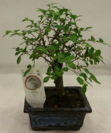 Minyatr ithal japon aac bonsai bitkisi  Antalya Melisa iek sat 