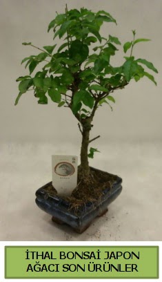 thal bonsai japon aac bitkisi  Antalya Melisa hediye sevgilime hediye iek 