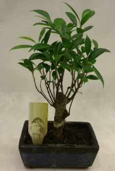 Japon aac bonsai bitkisi sat  Antalya Melisa ieki telefonlar 