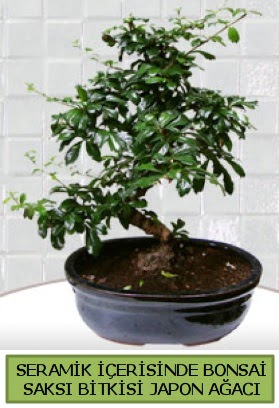 Seramik vazoda bonsai japon aac bitkisi  Antalya Melisa iek siparii sitesi 
