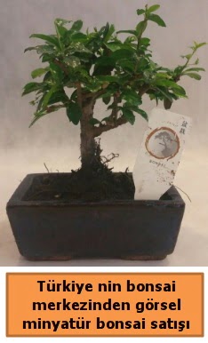 Japon aac bonsai sat ithal grsel  Antalya Melisa iek yolla 