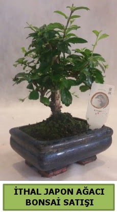 thal japon aac bonsai bitkisi sat  Antalya Melisa ieki telefonlar 