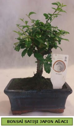 Minyatr bonsai aac sat  Antalya Melisa iek gnderme 
