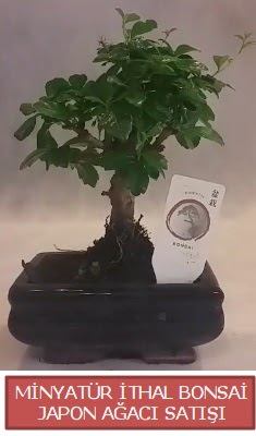 Kk grsel bonsai japon aac bitkisi  Antalya Melisa iek , ieki , iekilik 