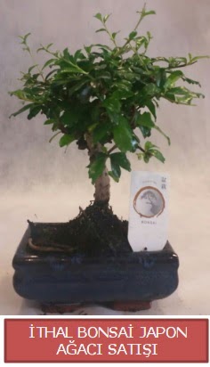 thal kk boy minyatr bonsai aa bitkisi  Antalya Melisa ieki telefonlar 