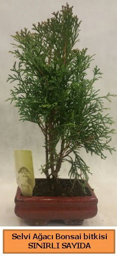 Selvi aac bonsai japon aac bitkisi  Antalya Melisa iek sat 