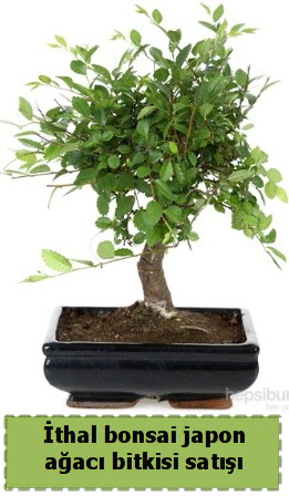 thal bonsai saks iei Japon aac sat  Antalya Melisa Melisa nternetten iek siparii 