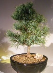 am aac bonsai bitkisi sat  Antalya Melisa ucuz iek gnder 