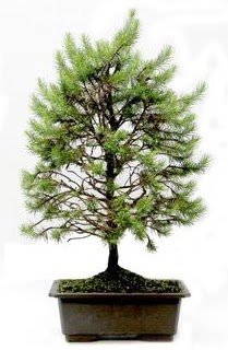 *** STOKTA YOK - am aac bonsai bitkisi sat  Antalya Melisa cicekciler , cicek siparisi 