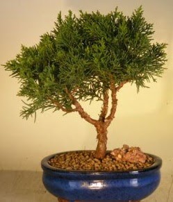 Servi am bonsai japon aac bitkisi  Antalya Melisa iek yolla 