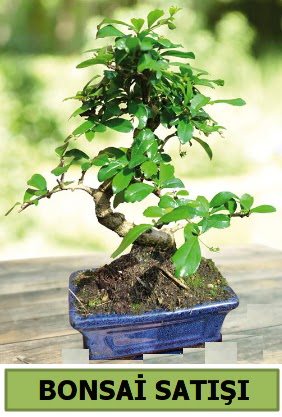 am bonsai japon aac sat  Antalya Melisa iek sat 