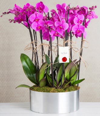 11 dall mor orkide metal vazoda  Antalya Melisa iek gnderme sitemiz gvenlidir 